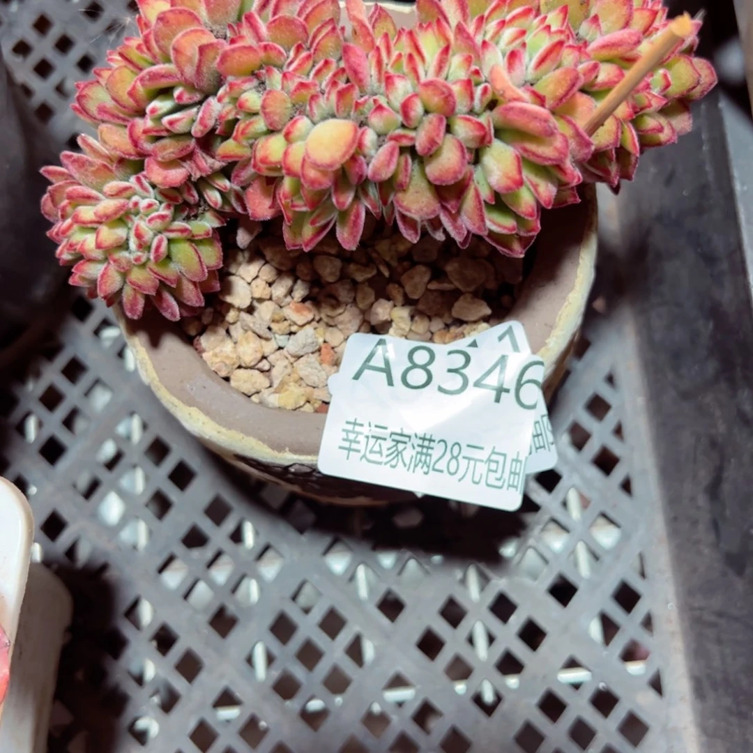 幸运的是我的朋友是