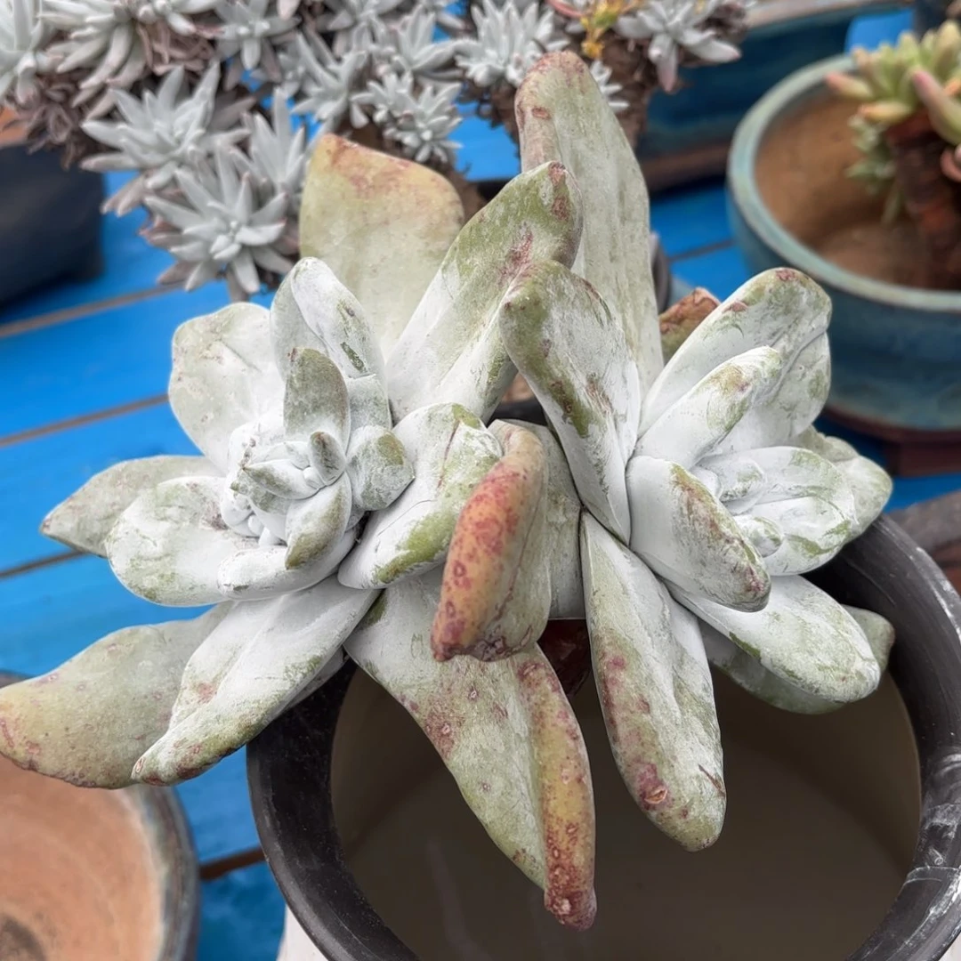 拇指，仙女杯多肉。