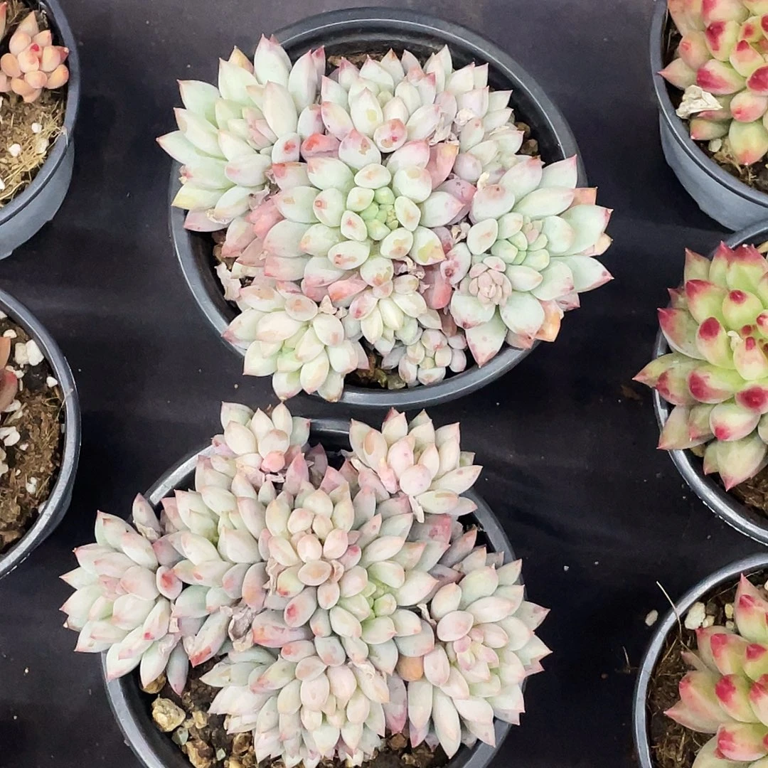 整桩无砍多头明珠美人一颗