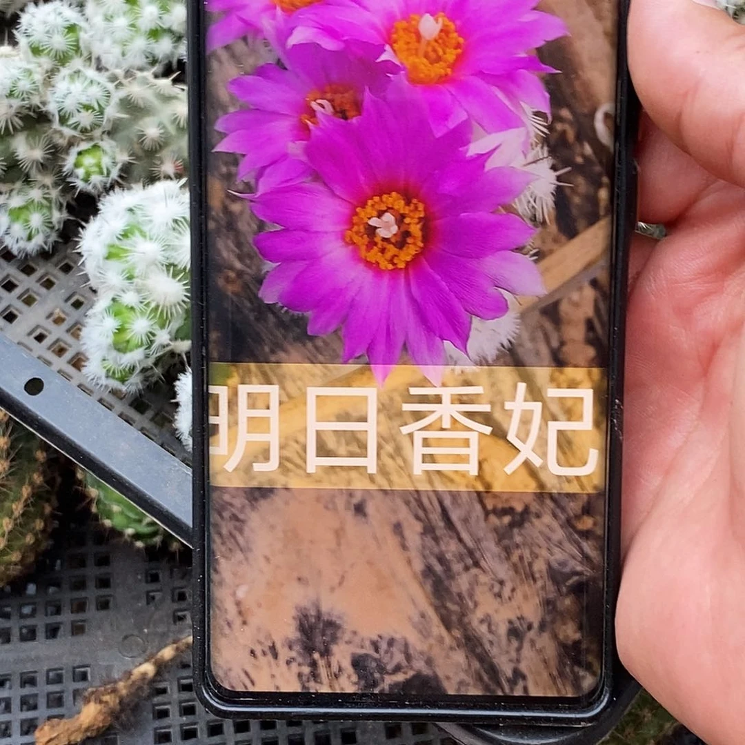 明日香妃侧芽歪20包邮/