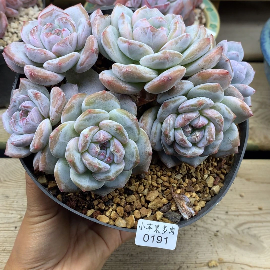 紫心181/15cm6头多肉
