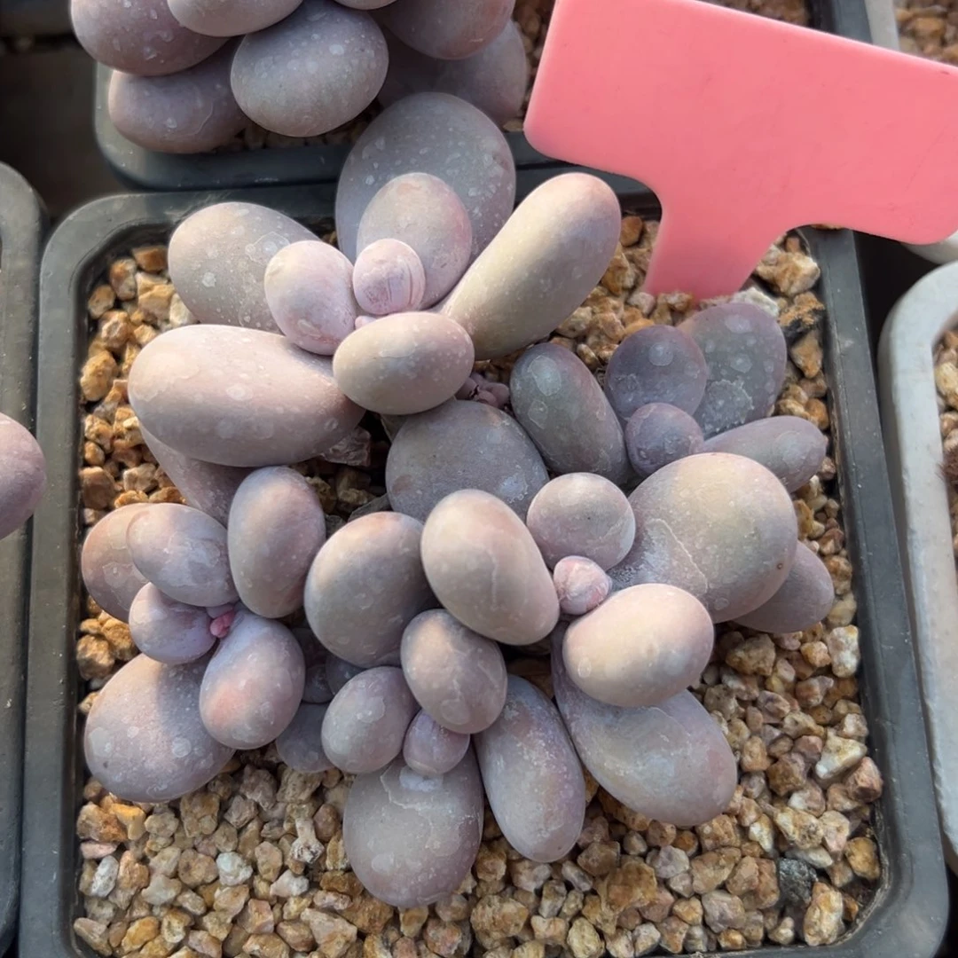 原始奶酪1111111111111