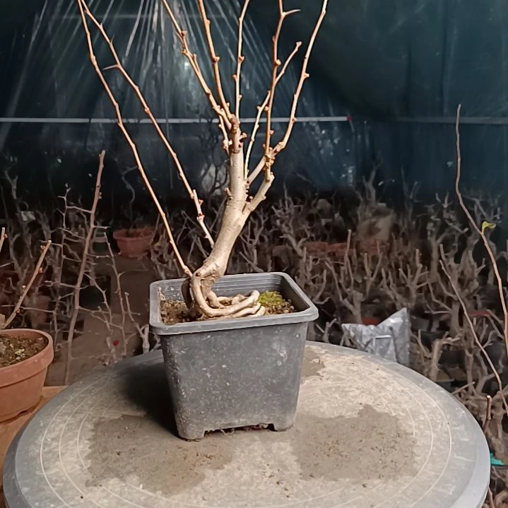 当前无花朵，栽培后可花朵