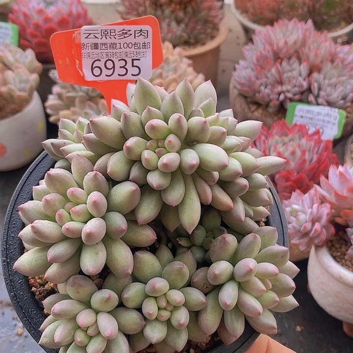 6935岩字美人。