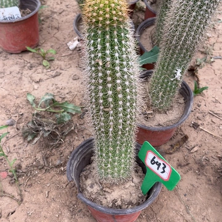 ·****·693。金妞时光。。。。