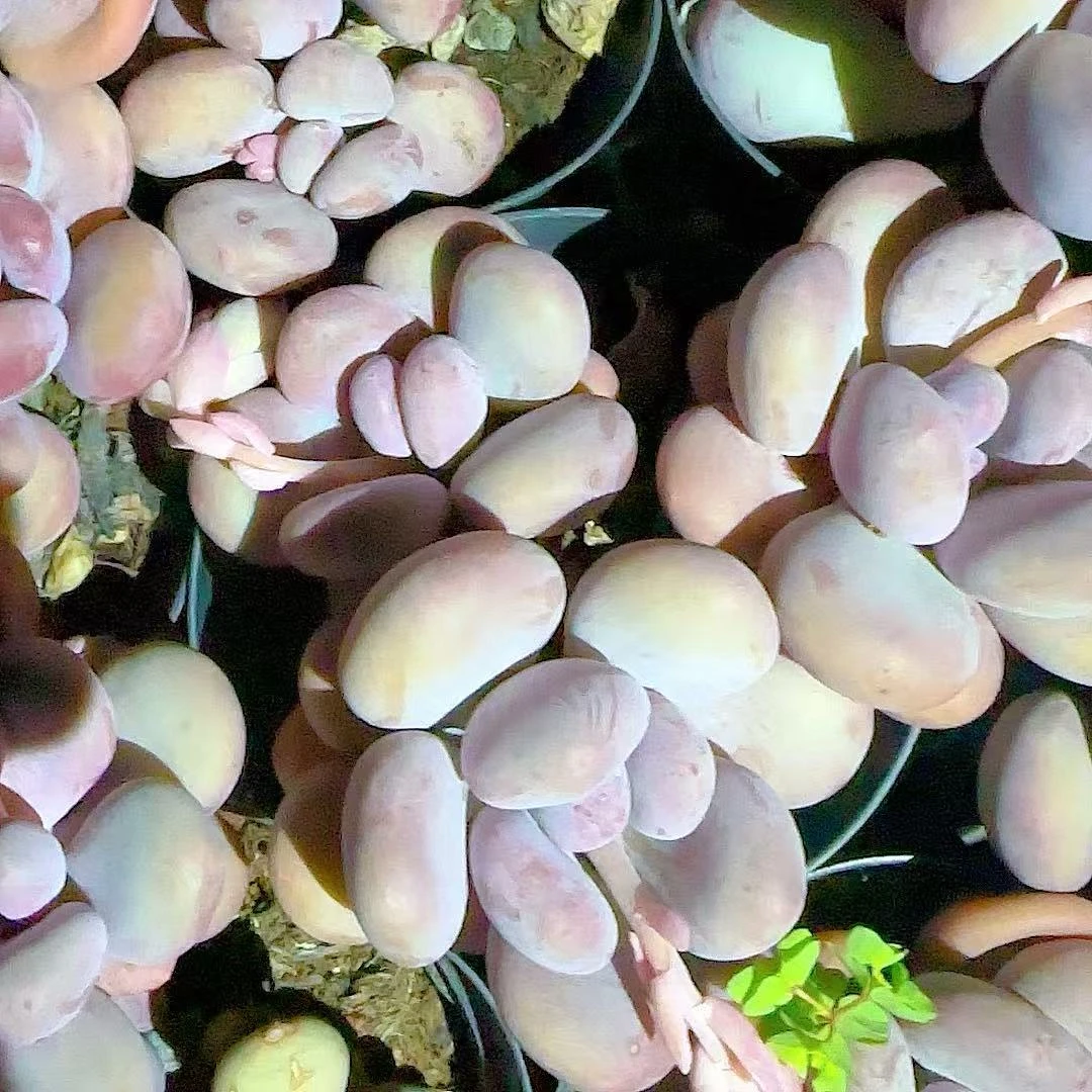 惊控桃美人带盆小谢多肉植物庭院