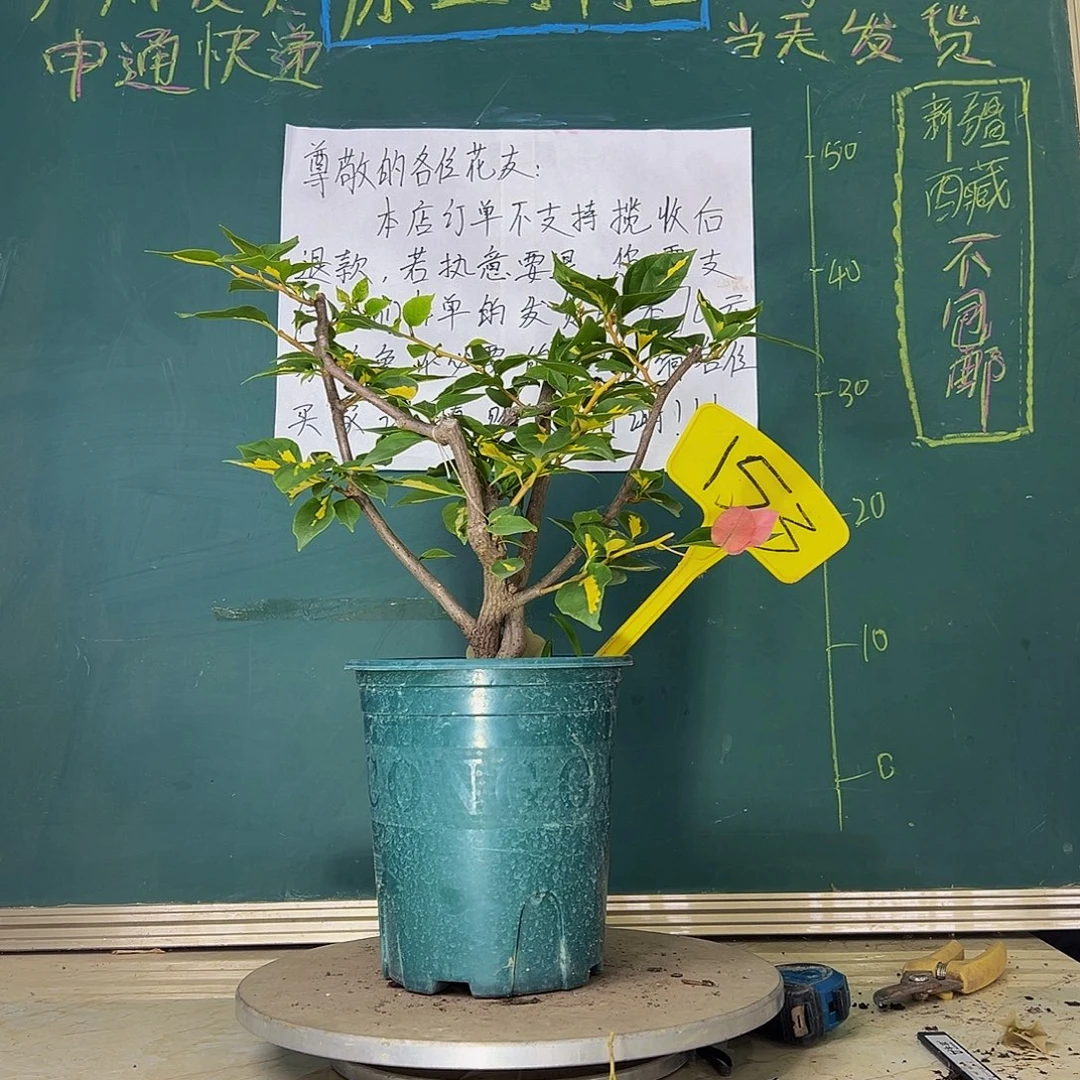 当前无花栽培后可以开花金心橙白 小树头 153