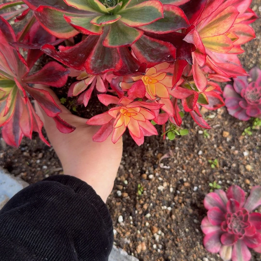 幽**霓106魅影。多肉植物