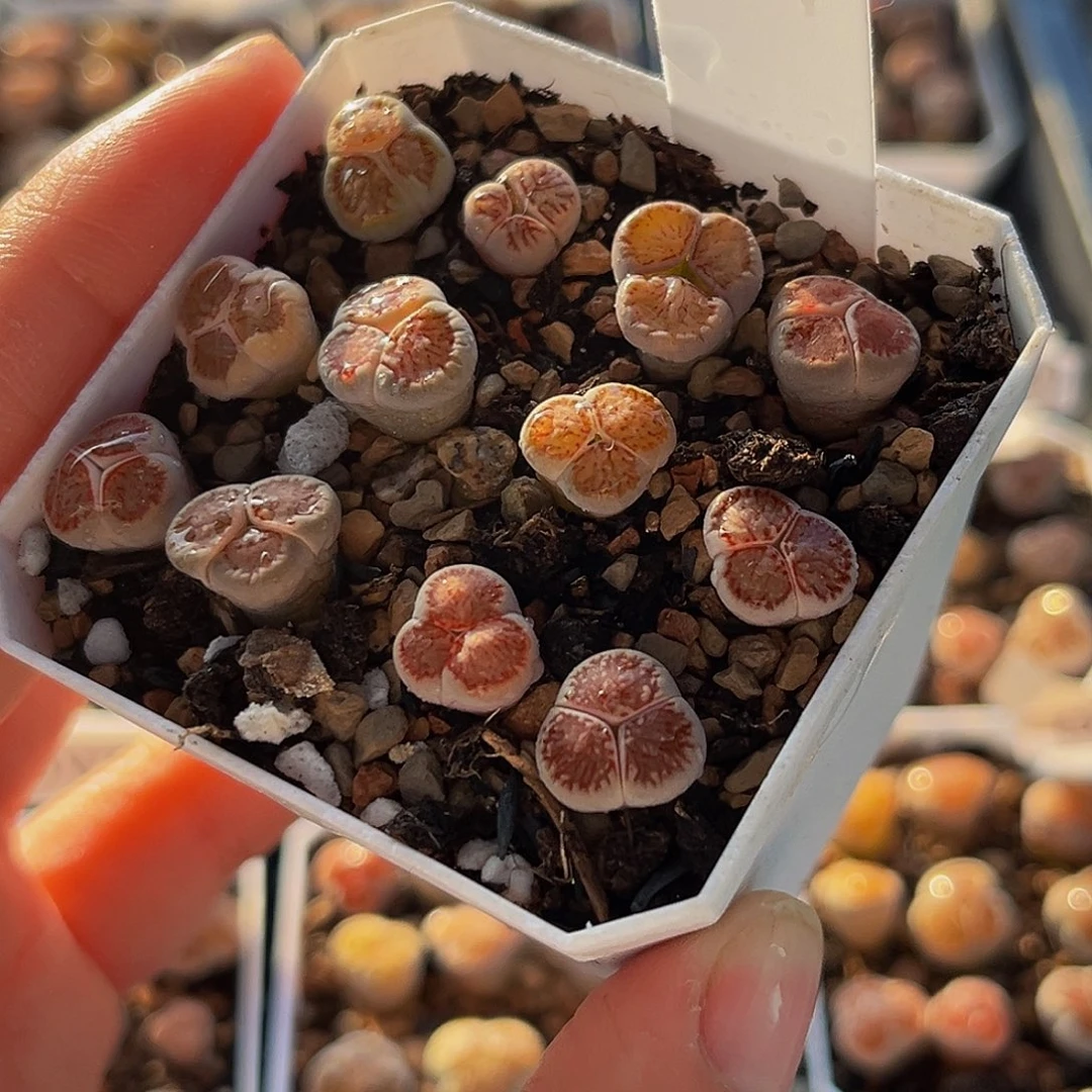 18包邮一物一拍红窗菊奔驰9425