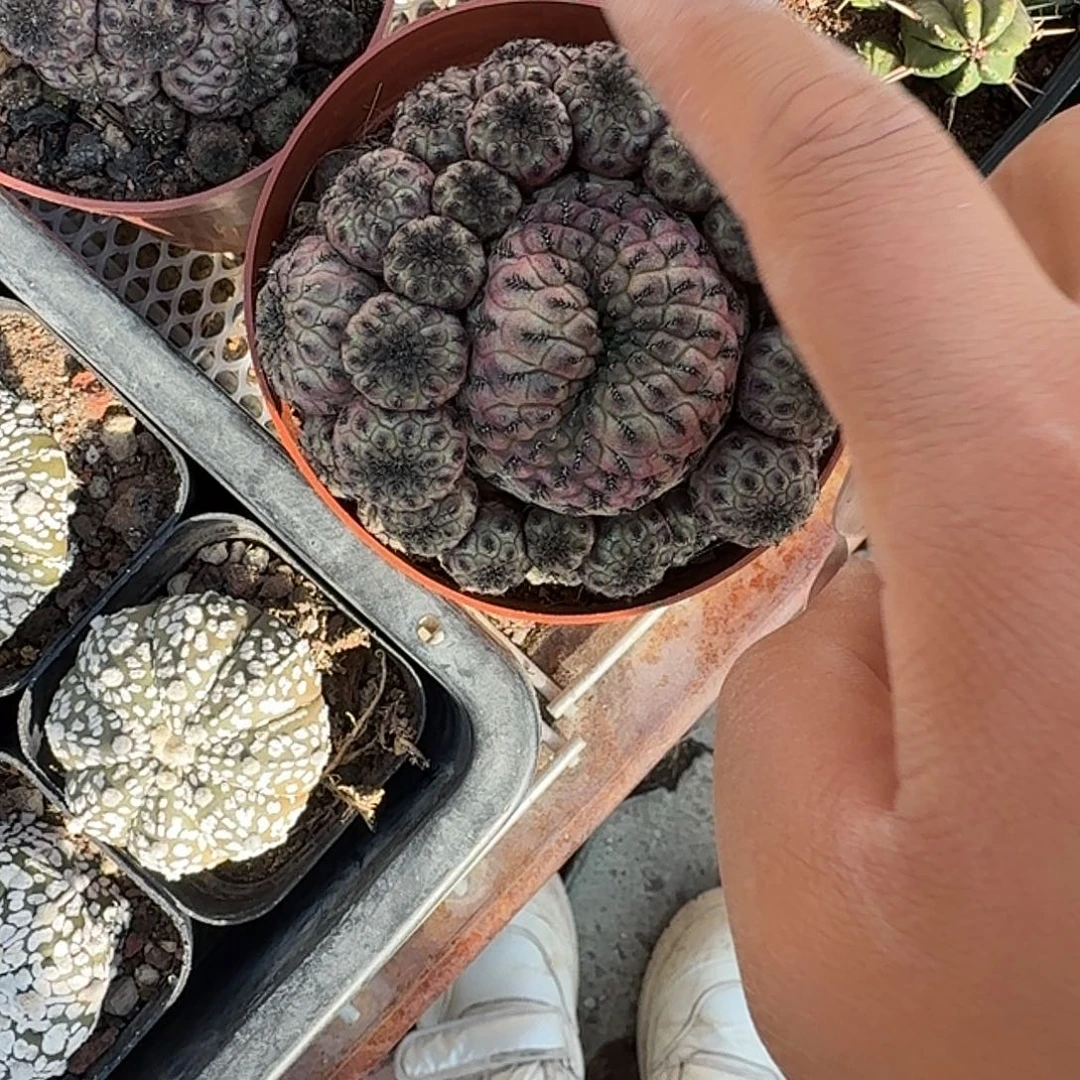 紫力丸多肉植物精品