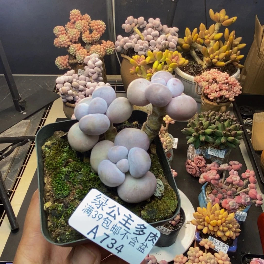 734芭比奶多肉6cm