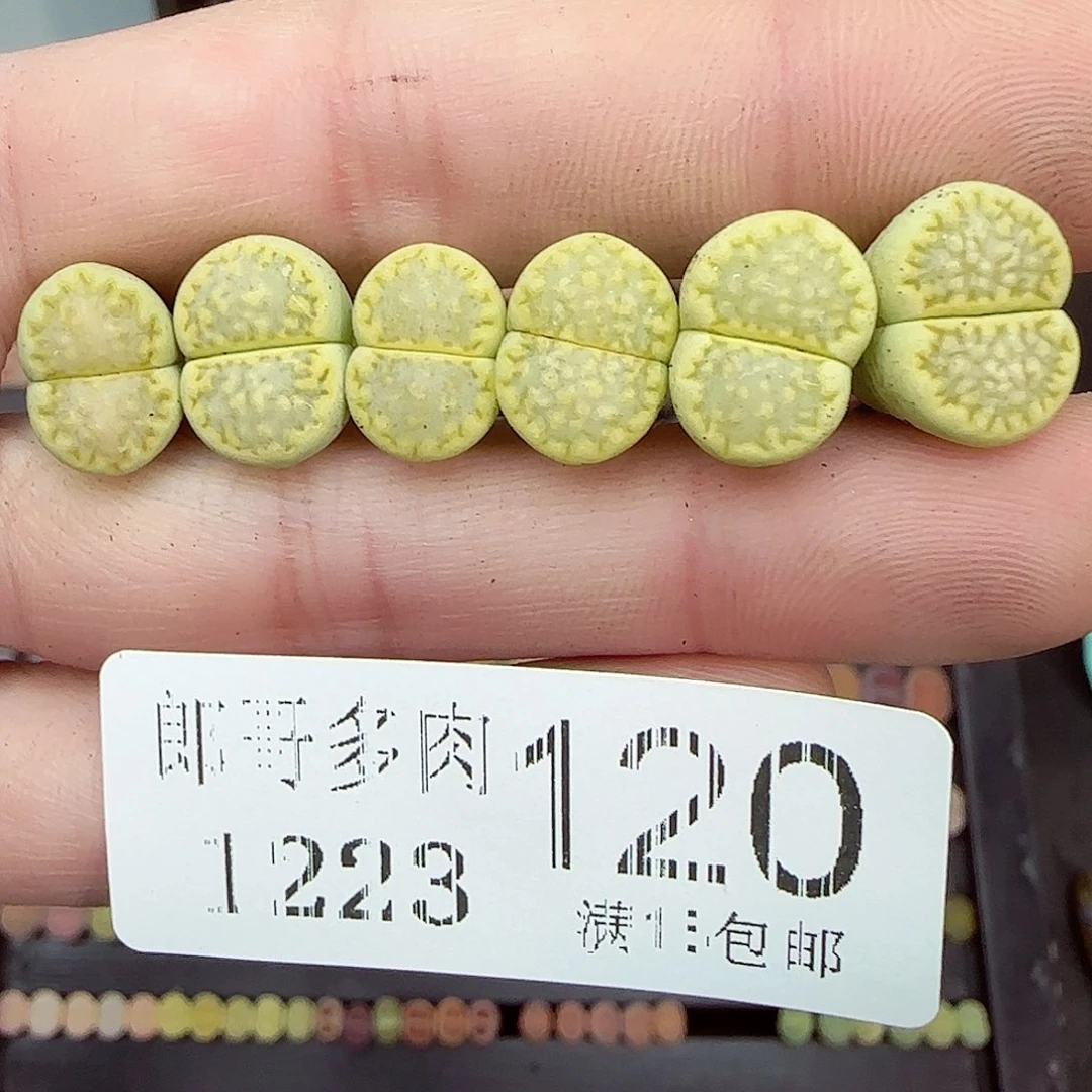 满满18包邮1223-120