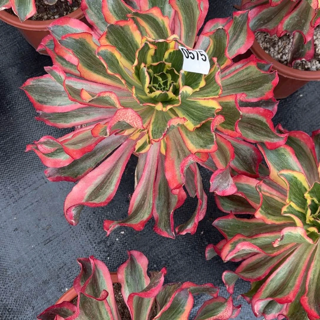 曦*魅影0575寄养