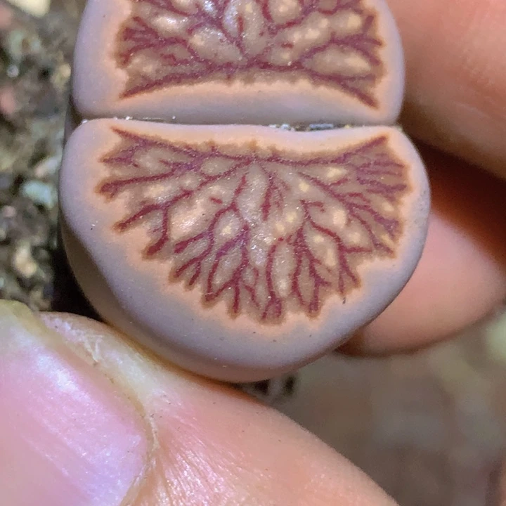 486886589589686586586