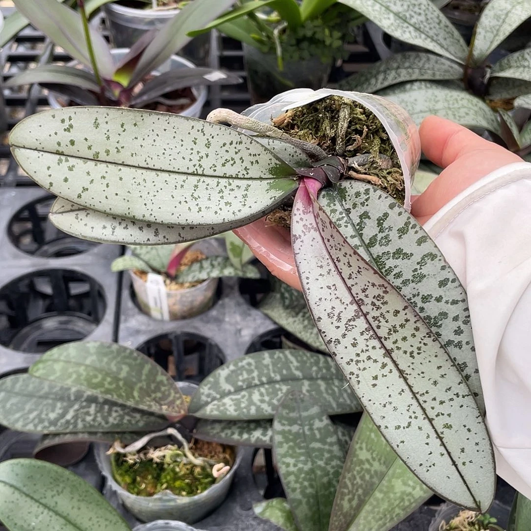 当前无花栽培后可以开花