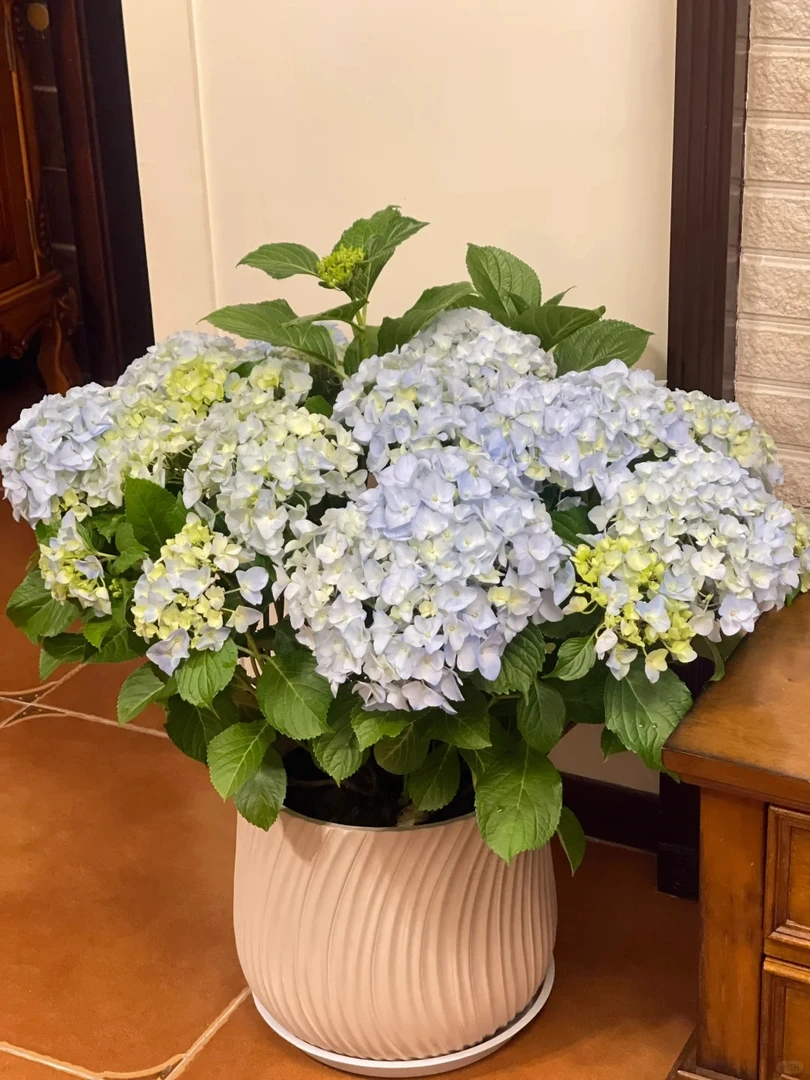 绣球盆栽----一盆 （ 以直播间实物为准）