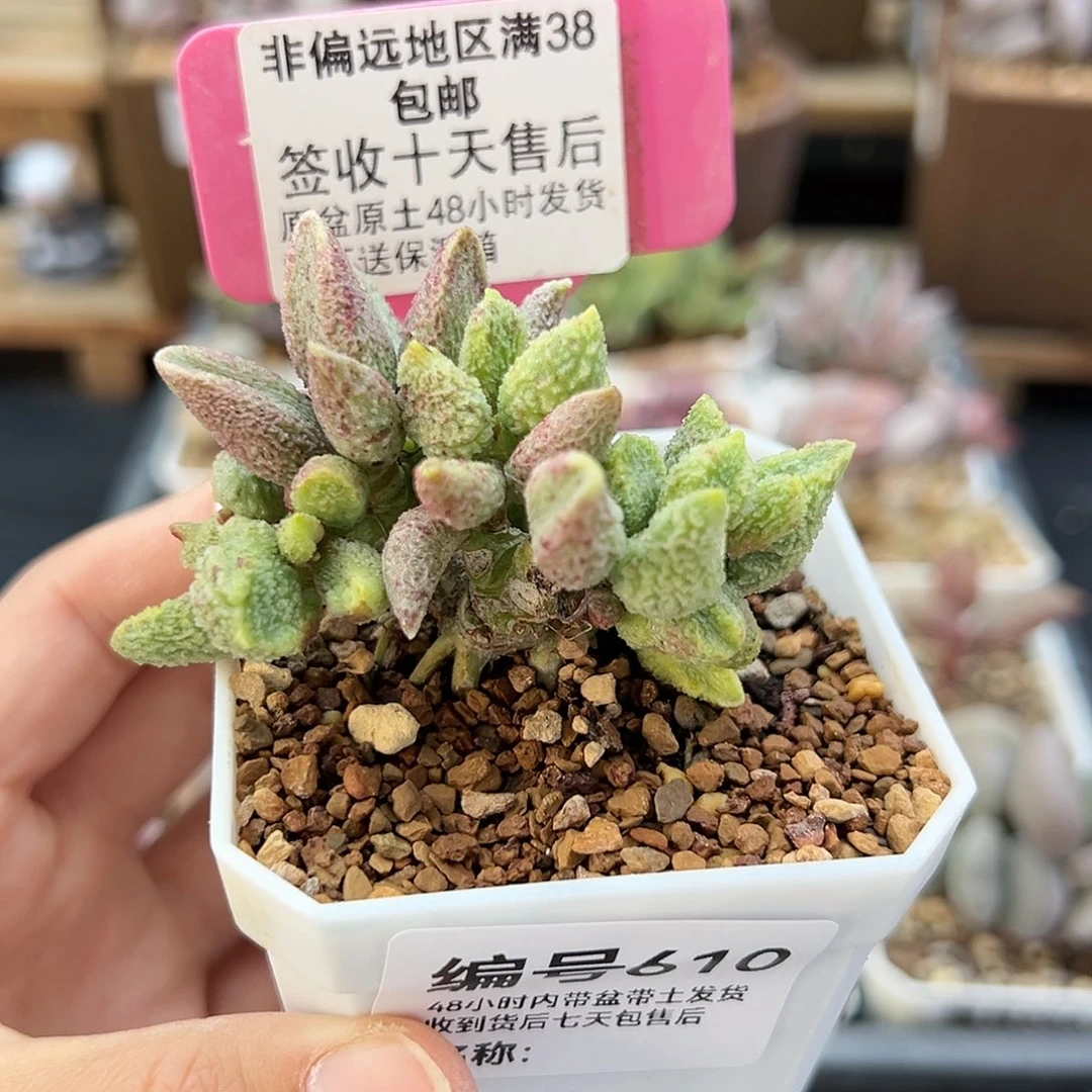 410七彩仙女多肉