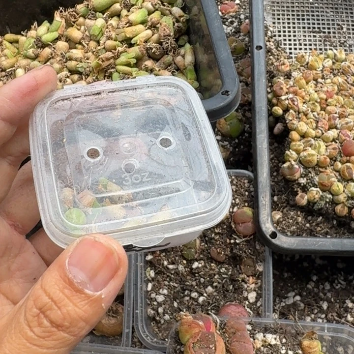 *️**施主冰沙风铃5个头补货