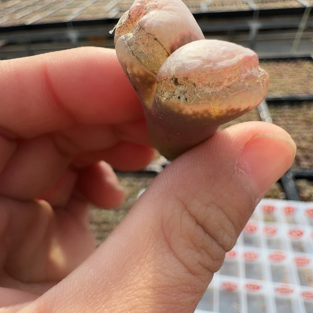 多肉植物福利肉锥883