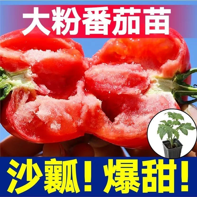 高产大粉西红柿苗沙瓢大红普罗旺斯西红柿苗正品大果四季番茄耐寒