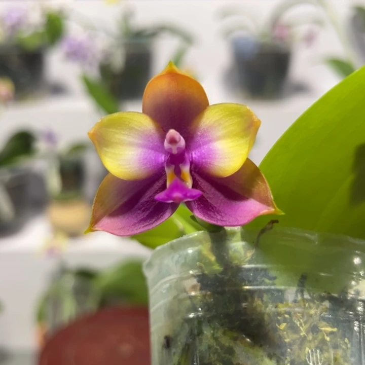 大部分花苞少量开放BKH 2258 2.5寸浓香