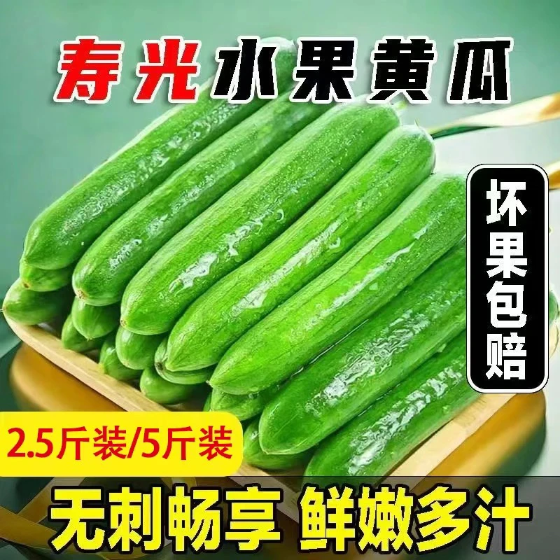 【晓波鲜生】蔬菜之乡寿光水果黄瓜头茬精品新鲜迷你青瓜当季正宗