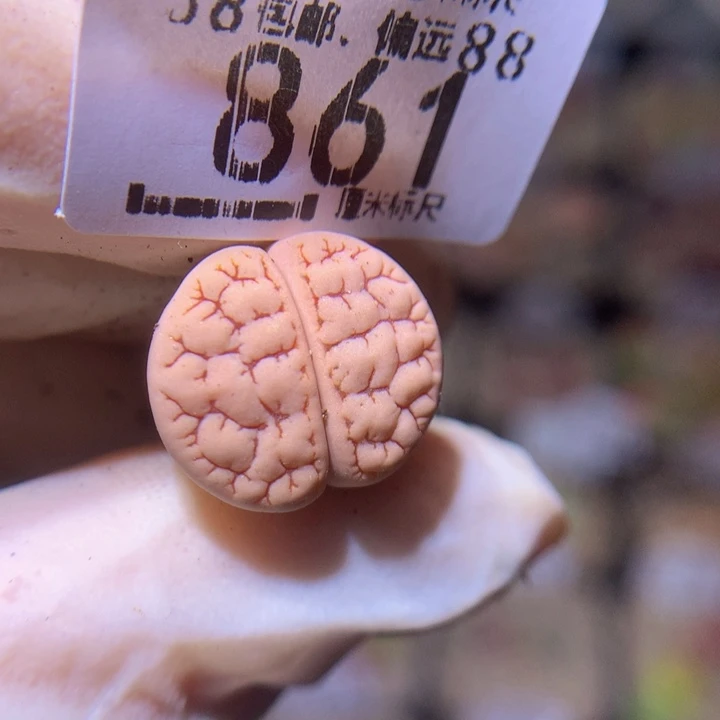 精品sss生石花861