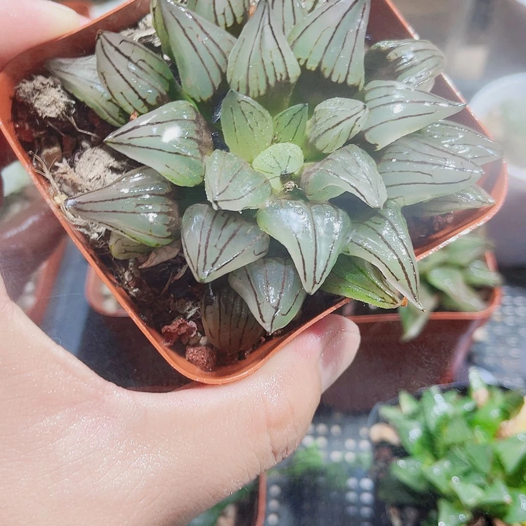 特价处理母本西瓜寿