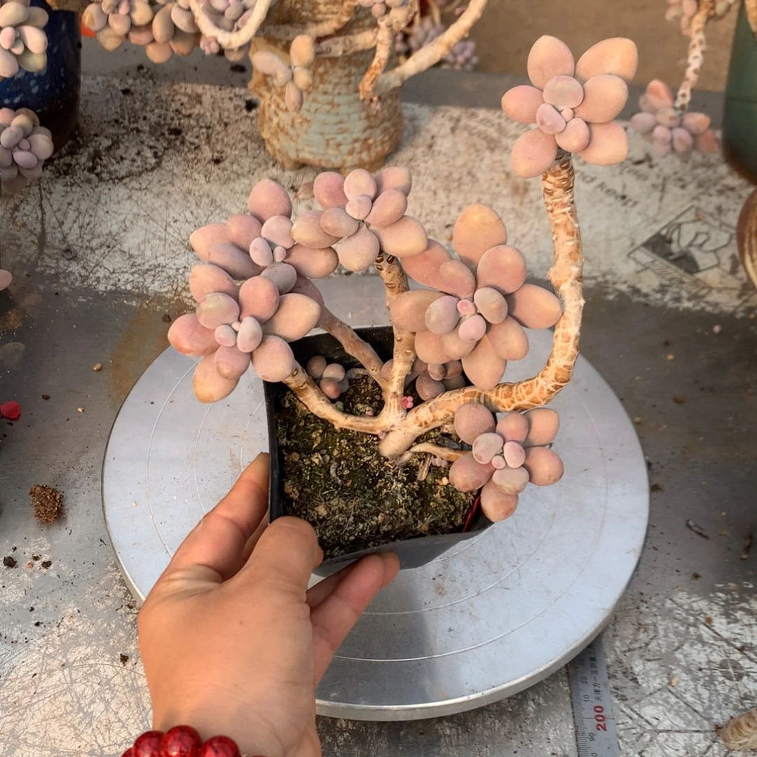 桃蛋老桩不带盆84号