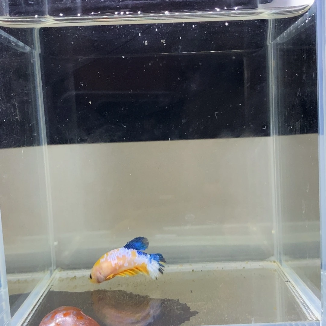 海水鱼138138138138