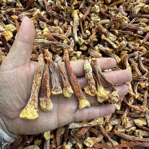 巴西菇脚干货云南特产菌菇煲汤炒菜新鲜食用菌食材好选择