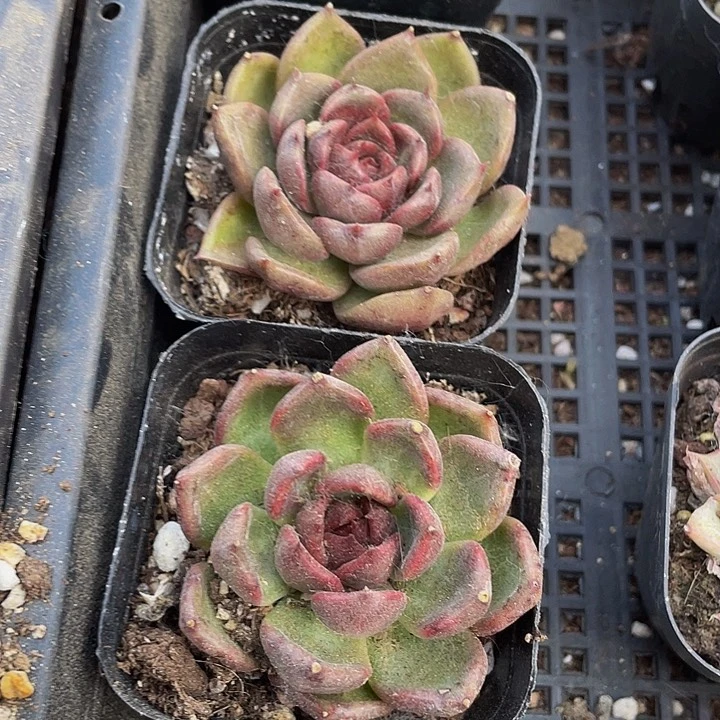 黑水晶玫瑰6.5方带盆