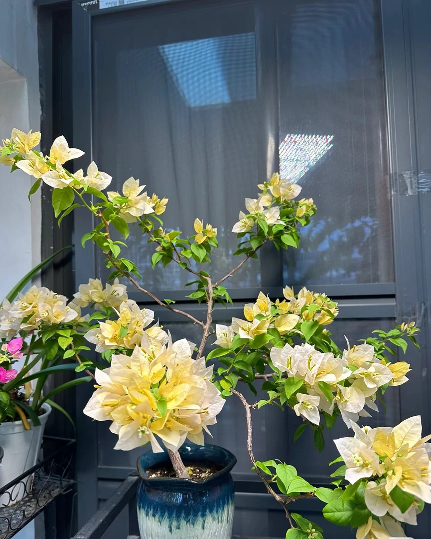 苏瓦娜·三角梅稀有品种苗奶黄色淡色系勤花爬藤阳台庭院