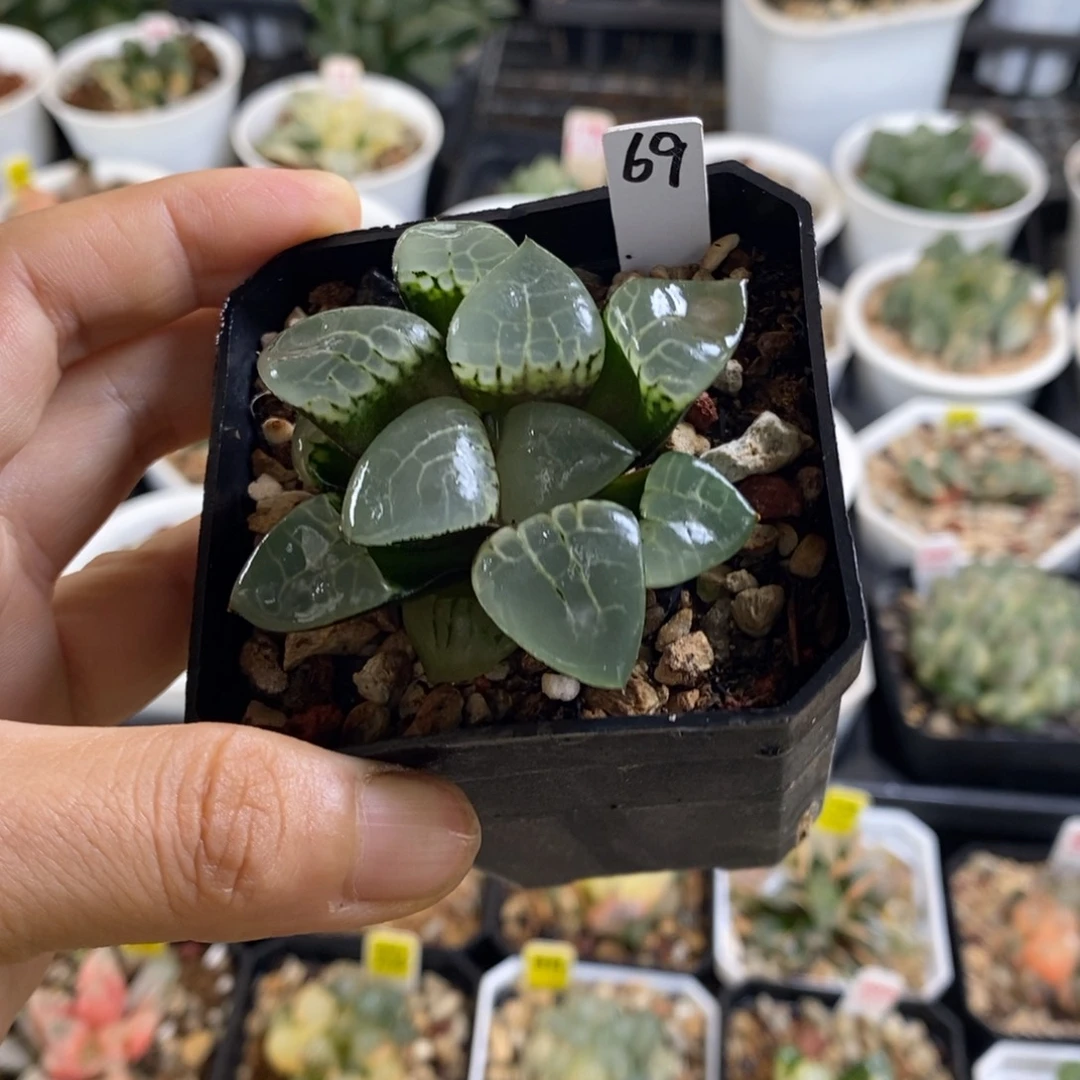 69号月光女神多肉植物