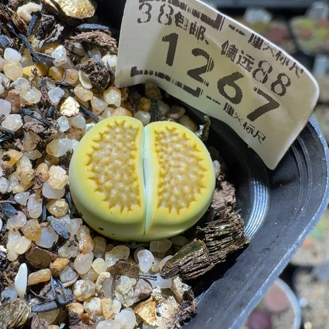 Sssss清货便宜卖了1267