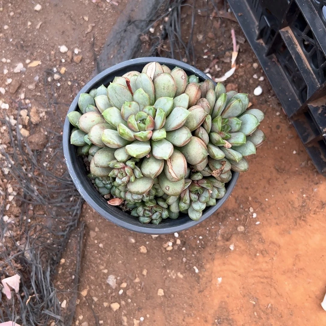 欢***）多肉植物一物一拍