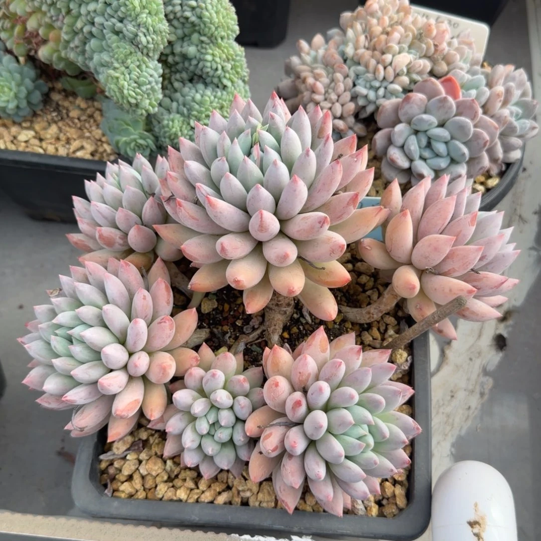 所罗门666666666666