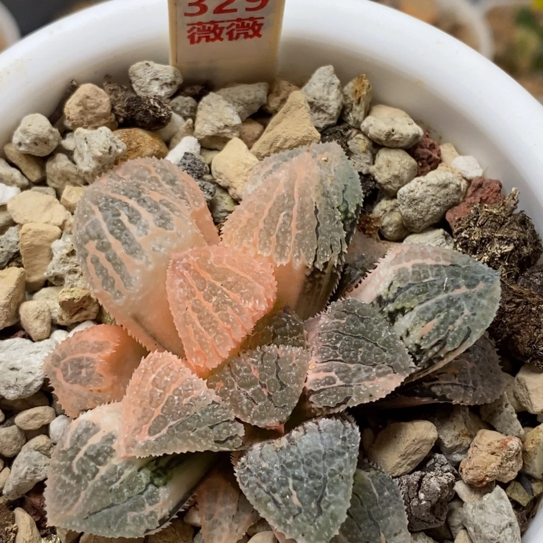 329具味城寿多肉植物组合