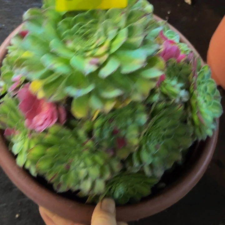 多肉植物福利349个