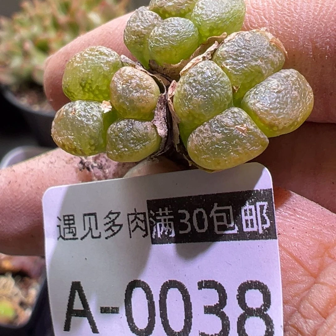 多肉植物11111111111111111