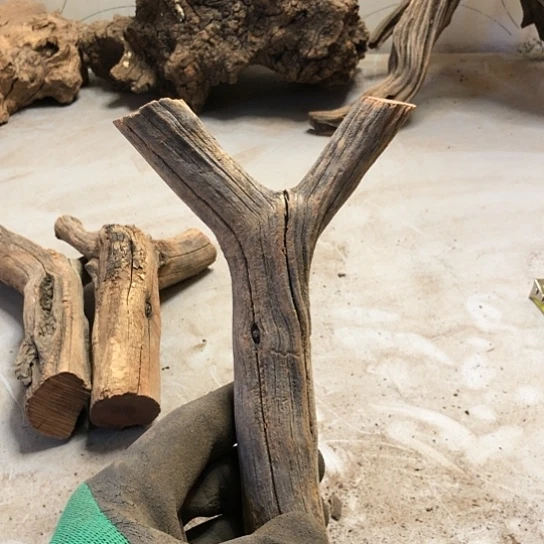 大果紫檀（缅甸花梨）@***仔