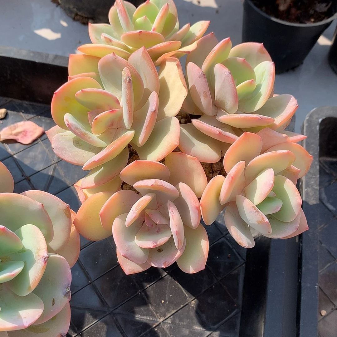 白凤多肉植物一颗