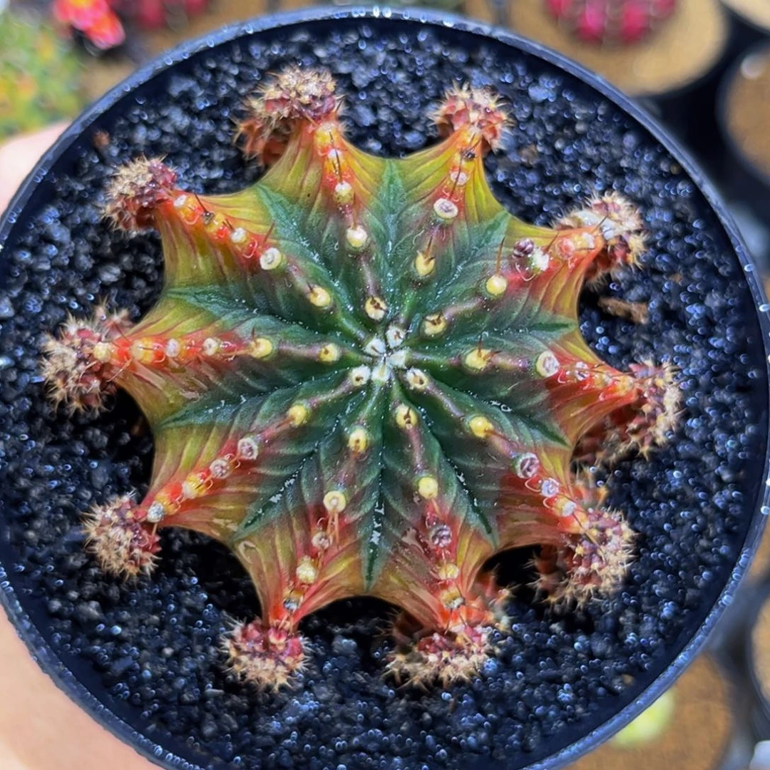 萨拉曼尼大母本 米哈仙人球