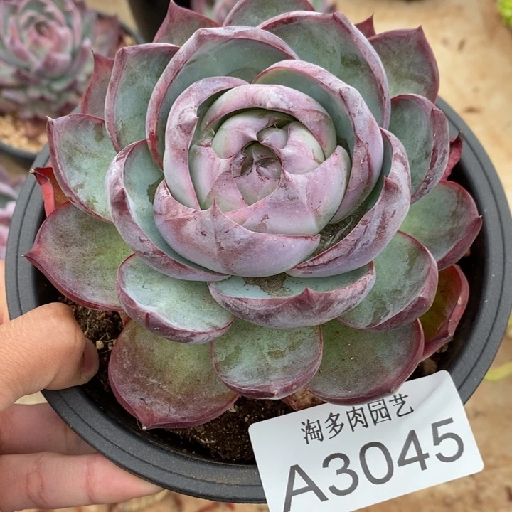 惊鸿多肉植物A3045