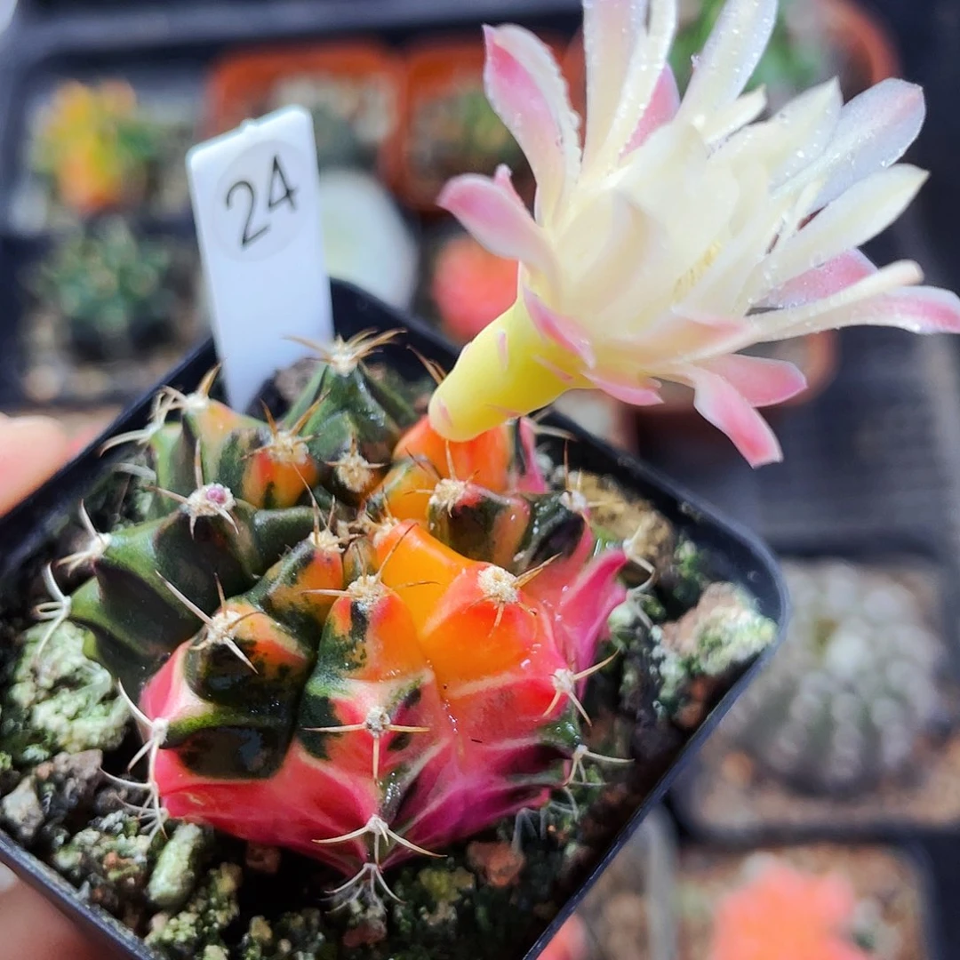 花会谢非偏远地区满25包邮仙人球