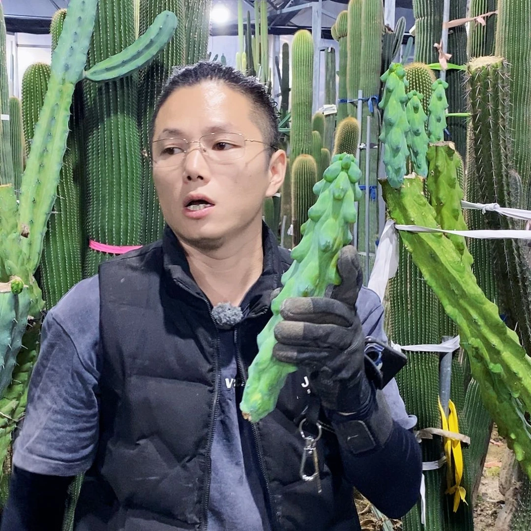福禄寿现砍侧牙20公分左右