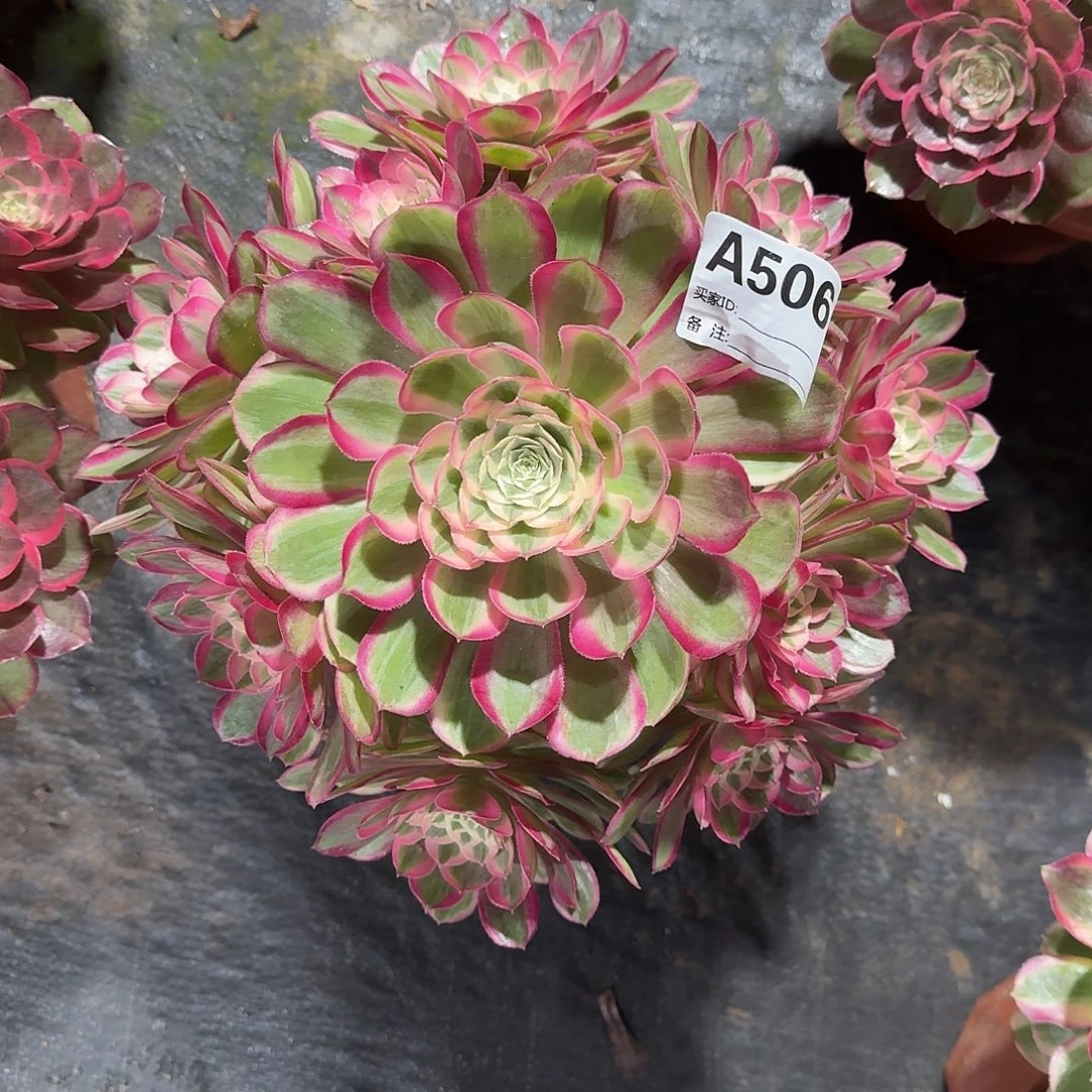 孔雀翎多肉法师506