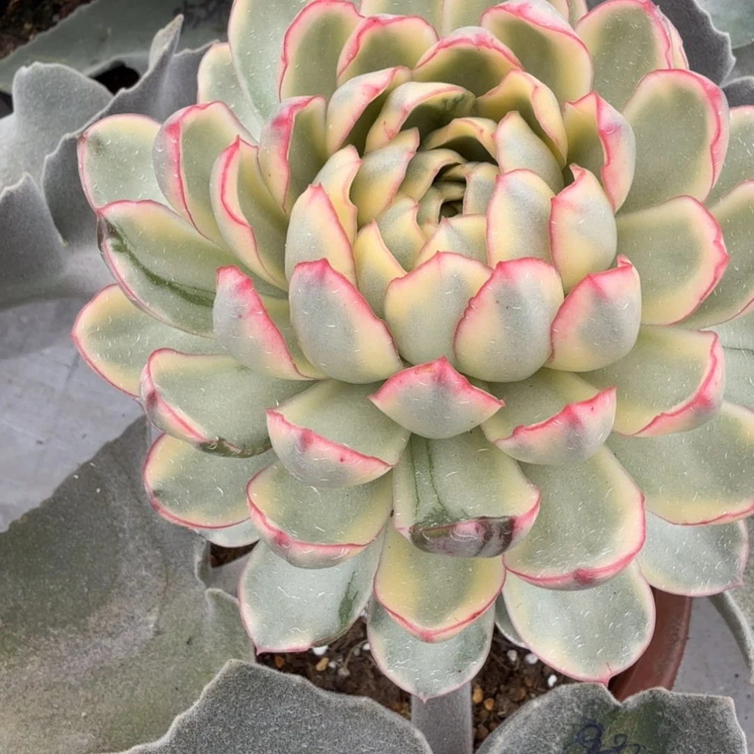 无名 安吉园艺锦锦