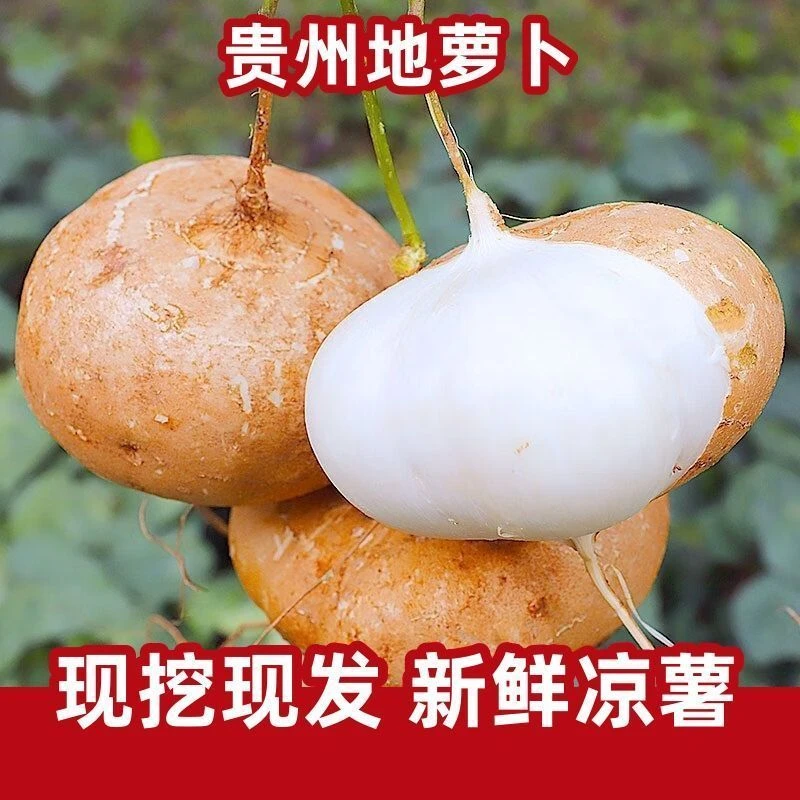 贵州地萝卜凉薯新鲜当季蔬菜水果皮薄肉厚脆甜多汁山地露天生长种
