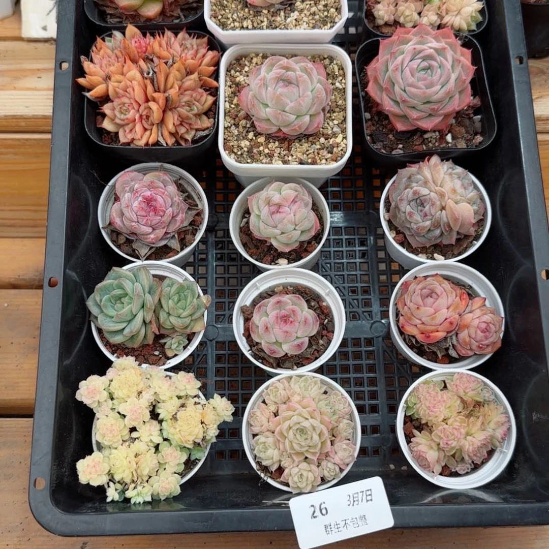 框拍框拍0307-26